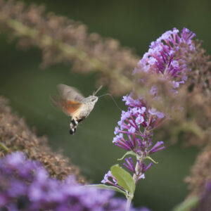 Hummingbird Moth