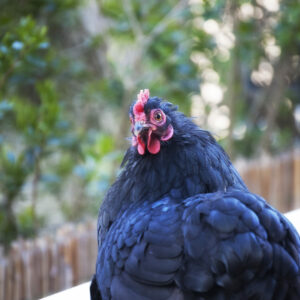 Raven
