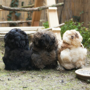 Raven, Indy & Rose